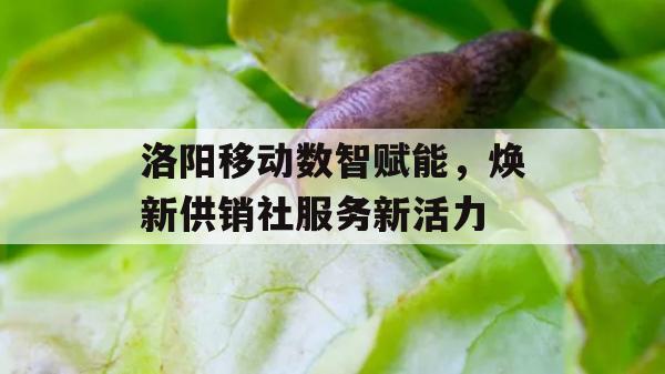 洛阳移动数智赋能，焕新供销社服务新活力