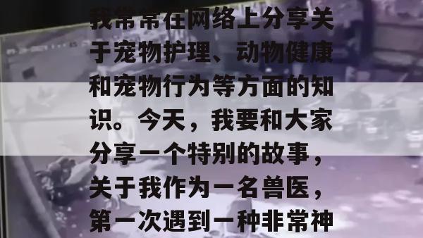 作为一名自媒体作者，我常常在网络上分享关于宠物护理、动物健康和宠物行为等方面的知识。今天，我要和大家分享一个特别的故事，关于我作为一名兽医，第一次遇到一种非常神经质的狗的经历。
